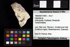 Foto (Objket + Etiketten) von Gastrosacus tuberosiformus (Lörenthey in Lörenthey & Beurlen, 1929) 